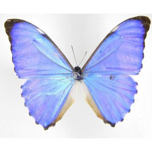 MORPHO AURORA LAMASI 